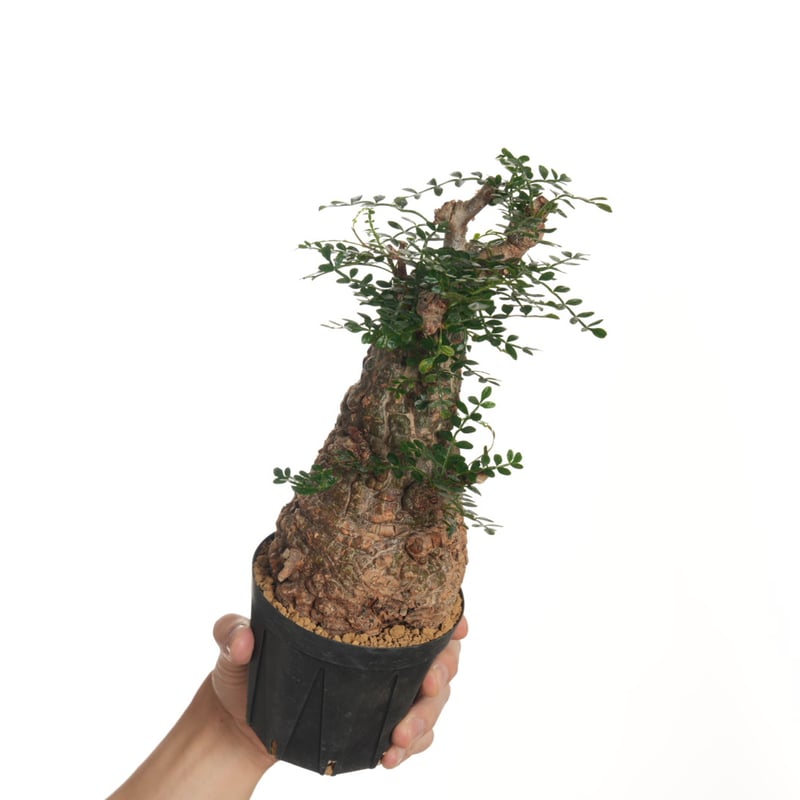 【根挿し】【鉢付発送】operculicarya pachypus パキプス 5 発根済 Operculicarya Pachypus オペルクリカリア・パキプス