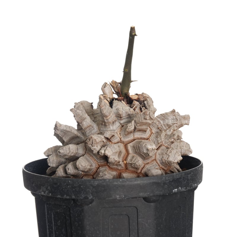 GIRUVI Dioscorea Elephantipes 亀甲竜 GIRUVI Dioscorea Elephantipes 亀甲竜 GIRUVI Dioscorea