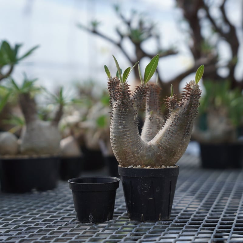 Pachypodium makayense | QS PLANT