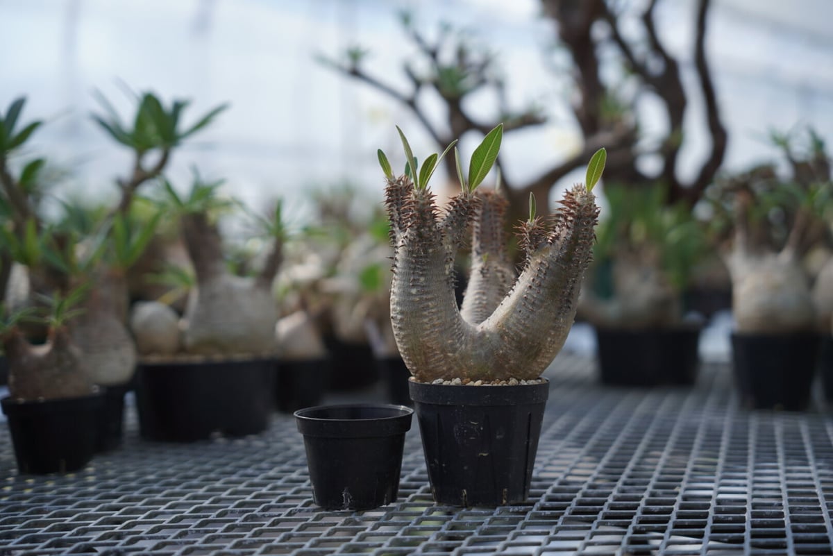 Pachypodium makayense | QS PLANT