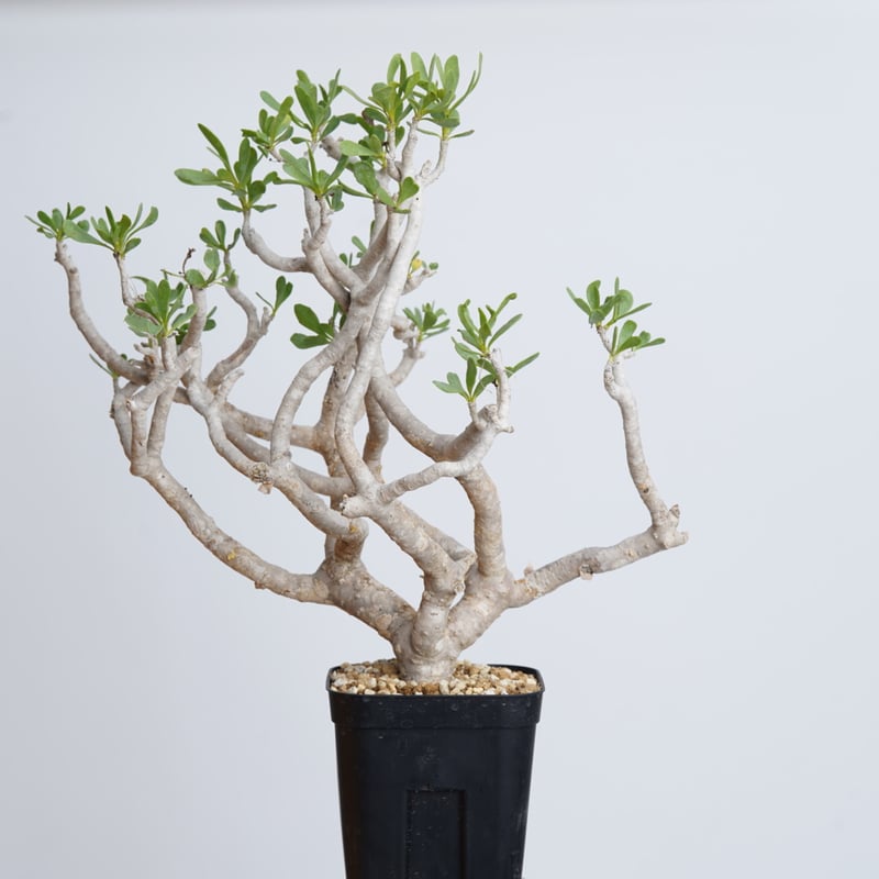 Othonna furcata 【発根済み】〈幹幅2.8cm〉 | QSPLANT