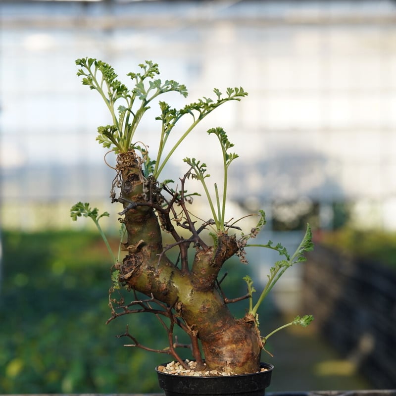 Pelargonium crithmifolium 【発根済み】 〈幹幅3.6cm〉 |