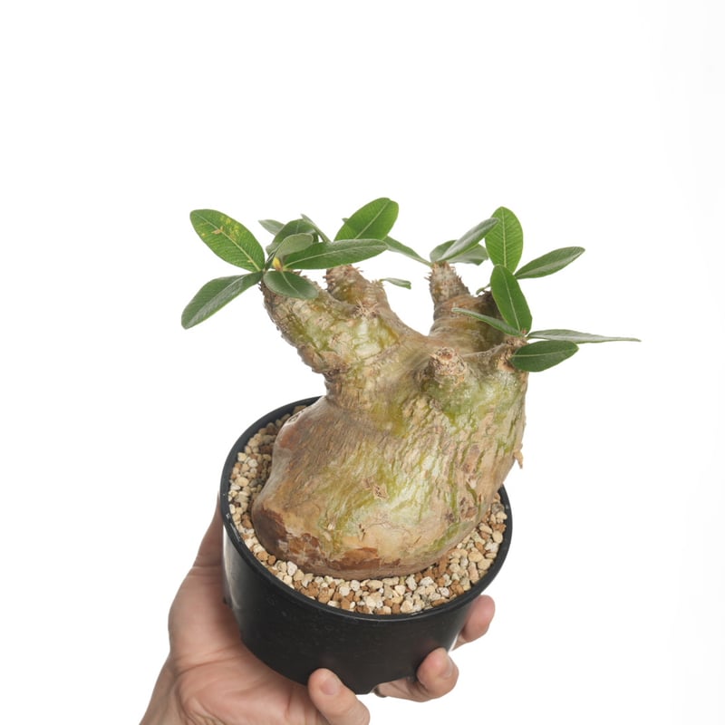 発根済み　パキポディウムエブレネウム 発根済み パキポディウムエブレネウム Pachypodium eburneum 【発根