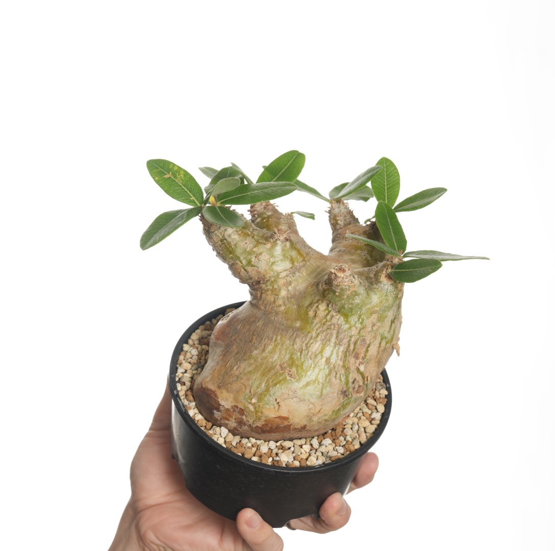 Pachypodium eburneum 【発根済み】〈幹幅11.2cm〉 | QSPLANT