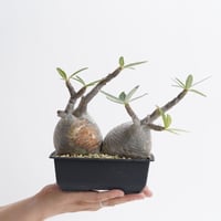 Pachypodium rosulatum var. gracilius   【発根済み】〈幹幅15.9cm〉