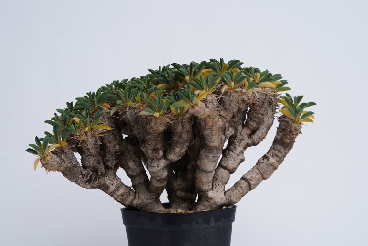 Euphorbia guillauminiana 【発根済み】 | QS PLANT