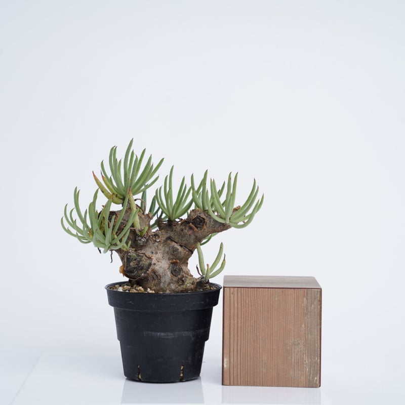 Tylecodon pearsonii 【発根済み】〈幹幅5.7cm〉 | QSPLANT Tylecodon pearsonii 【発根済み】〈幹幅5.7cm〉 | QSPLANT