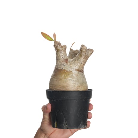 パキポディウムイノピナツム | STORES