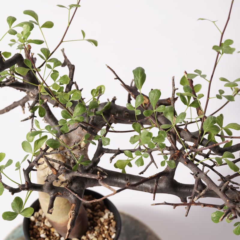 ④コミフォラ カタフ ソマリア産Commiphora kataf コミフォラ カタフ【ソマリア産のピュアカタフ！表皮の白さと