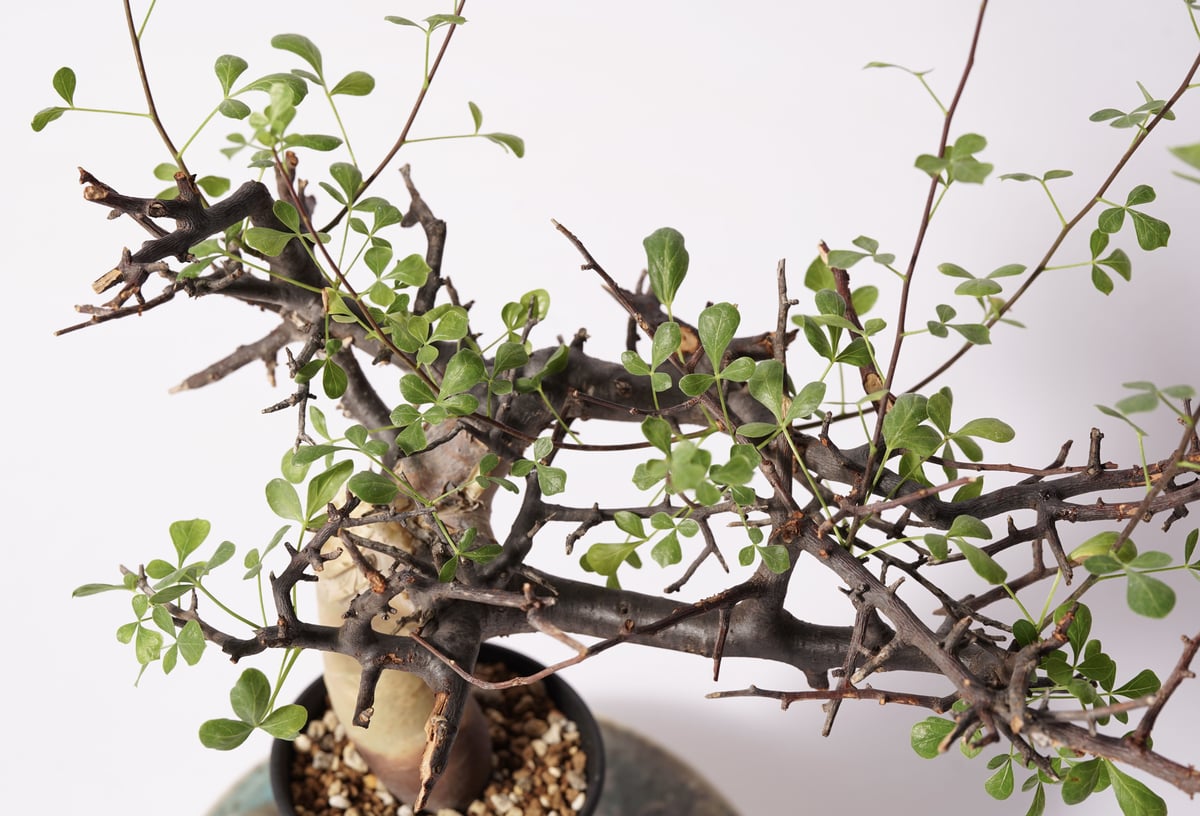 送料無料 ⑤コミフォラ カタフ ソマリア産Commiphora kataf ○コミフォラ カタフ ソマリア/commiphora kataf③
