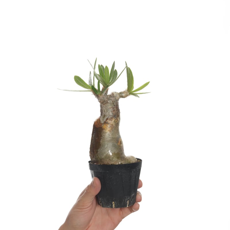 Pachypodium rosulatum var. inopinatum 【発根済み】 〈幹