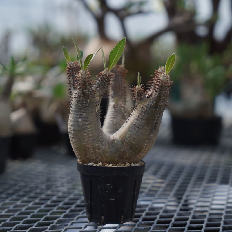 Pachypodium makayense | QSPLANT