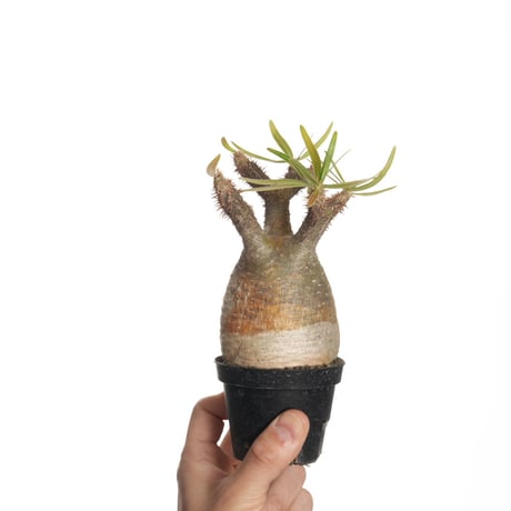 パキポディウムグラキリス | STORES