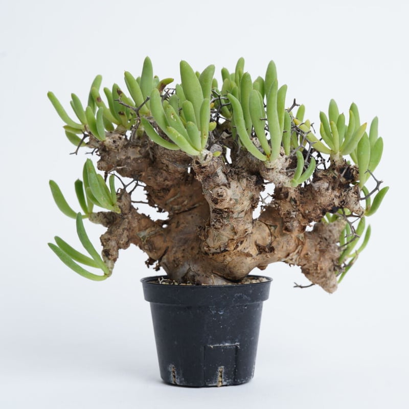 Tylecodon reticulatus 万物想 【発根済み】 | QSPLANT Tylecodon reticulatus 万物想 【発根済み】 | QSPLANT