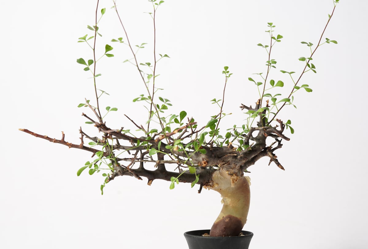 神*様 ⑦コミフォラ カタフ ソマリア産Commiphora kataf fit=scale-down,w=1200