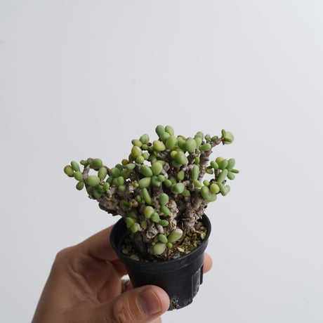 Ceraria pygmaea   【発根済み】〈幹幅4.0cm〉