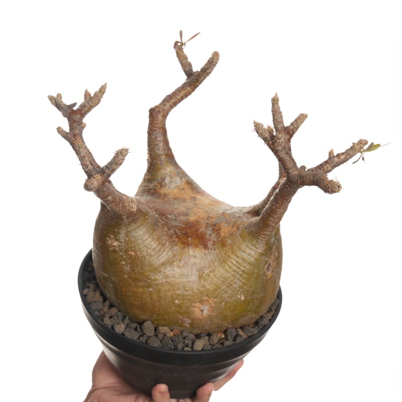 yellow》 Pachypodium rosulatum var. gracilius