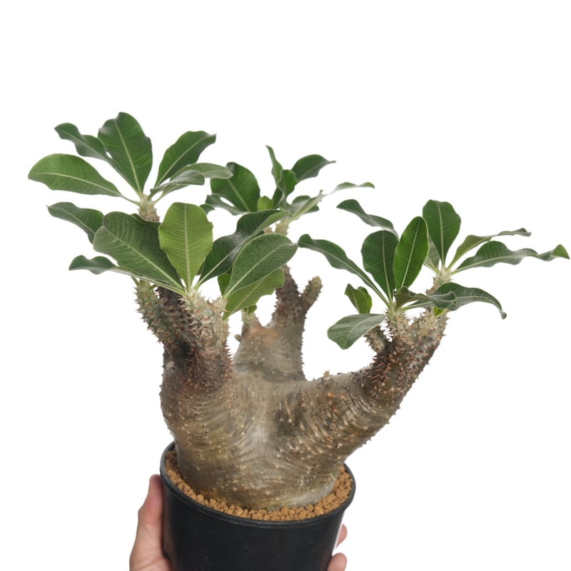 Pachypodium makayense【発根済み】〈幹幅10.7cm〉 | QSPLANT