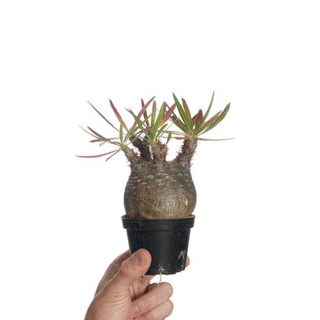 パキポディウムグラキリス | STORES