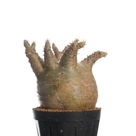 パキポディウムグラキリス | STORES