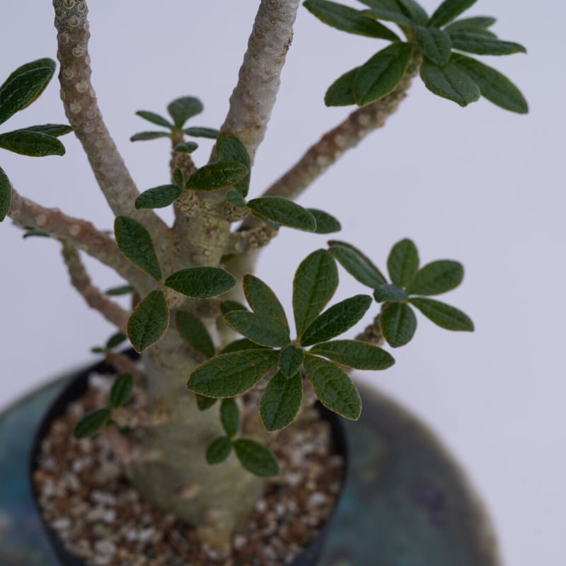 Dorstenia gigas〈幹幅3.3cm〉 | QSPLANT