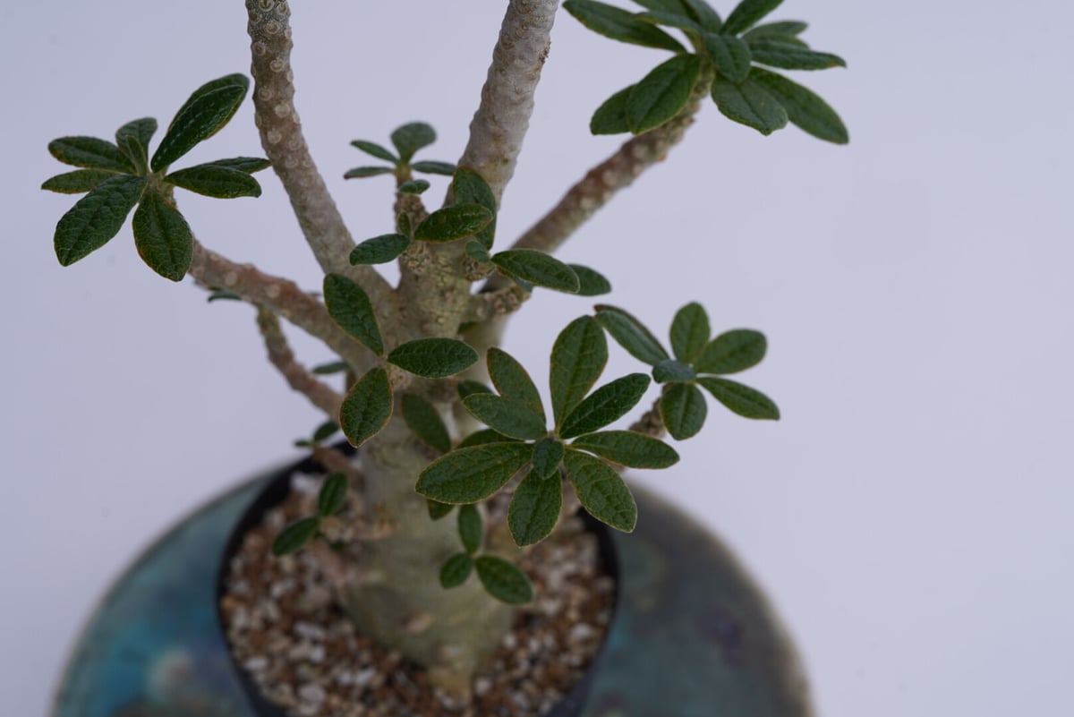その他多肉植物 Dorstenia gigas 極上品】Dorstenia gigas f. bullata × VALIEM 青坊主別注