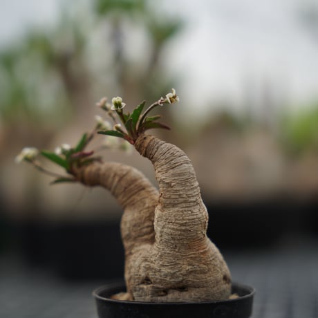 Euphorbia spannringii 〈幹幅4.9cm〉