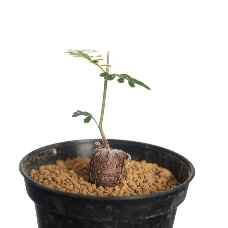 オペルクリカリア ヒファエノイデス 根挿し大 発根済み