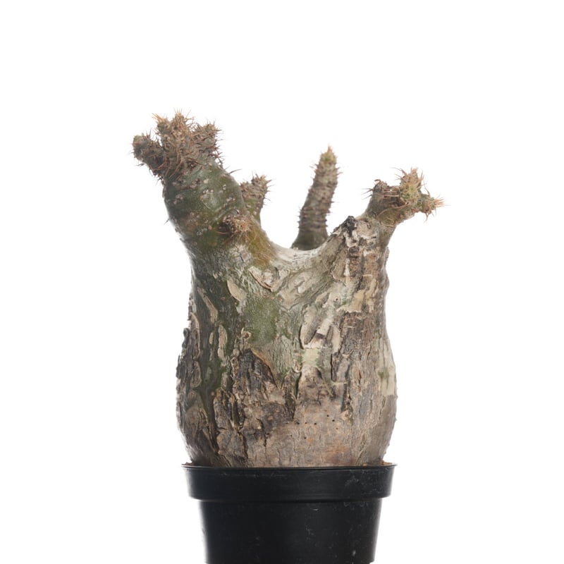 Pachypodium rosulatum var. gracilius 【発根済み】〈幹