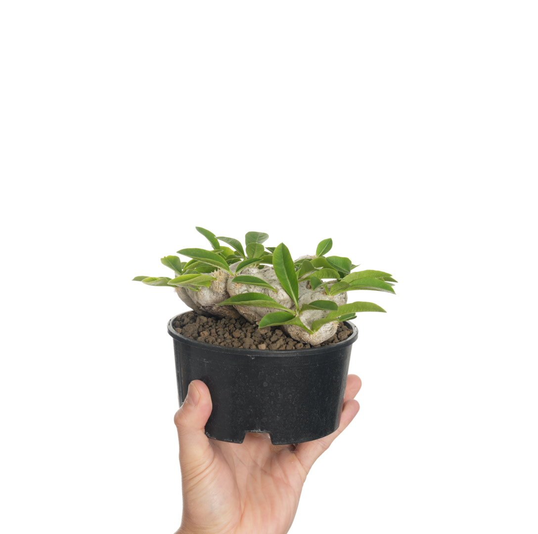 Pachypodium brevicaule 恵比寿笑い【発根済み】〈草幅14.5cm