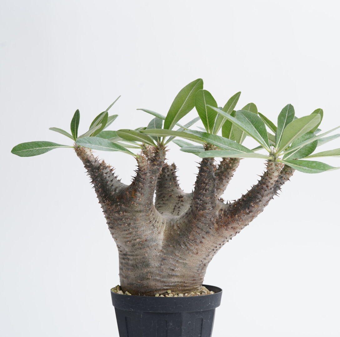 パキポディウム　マカイエンセ　2頭　現地株　発根済　送料込み　鉢付き 現地球・発根済】パキポディウム マカイエンセM 鉢付き 塊根植物