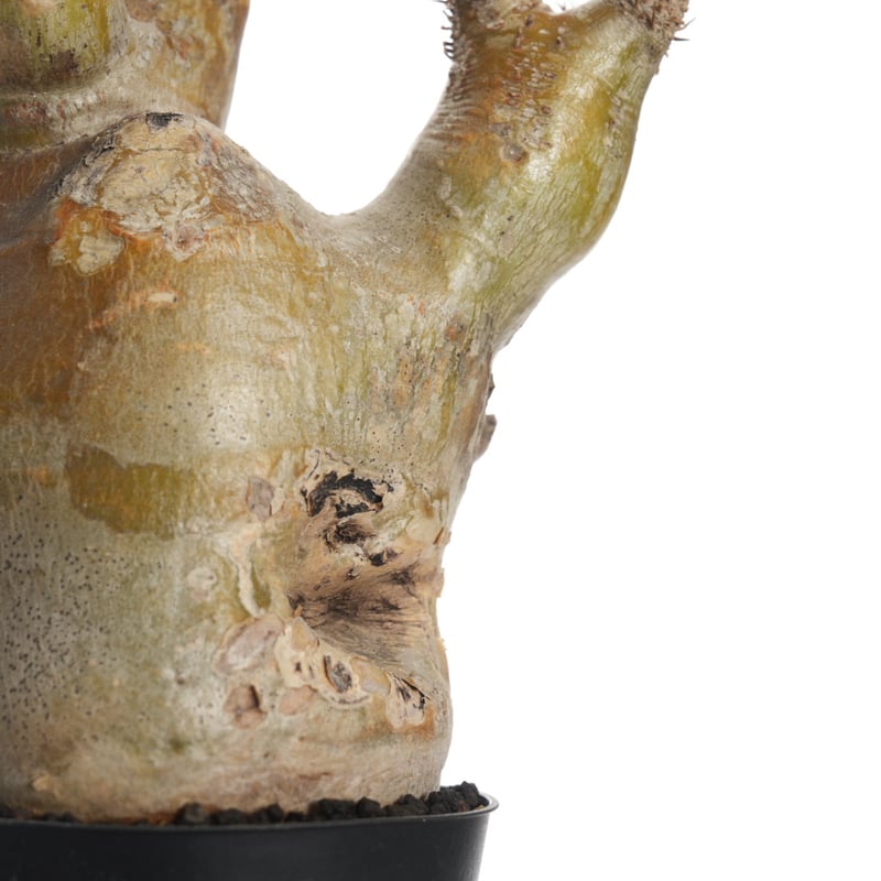 Pachypodium eburneum 【発根済み】〈幹幅9.1cm〉 | QSPLANT
