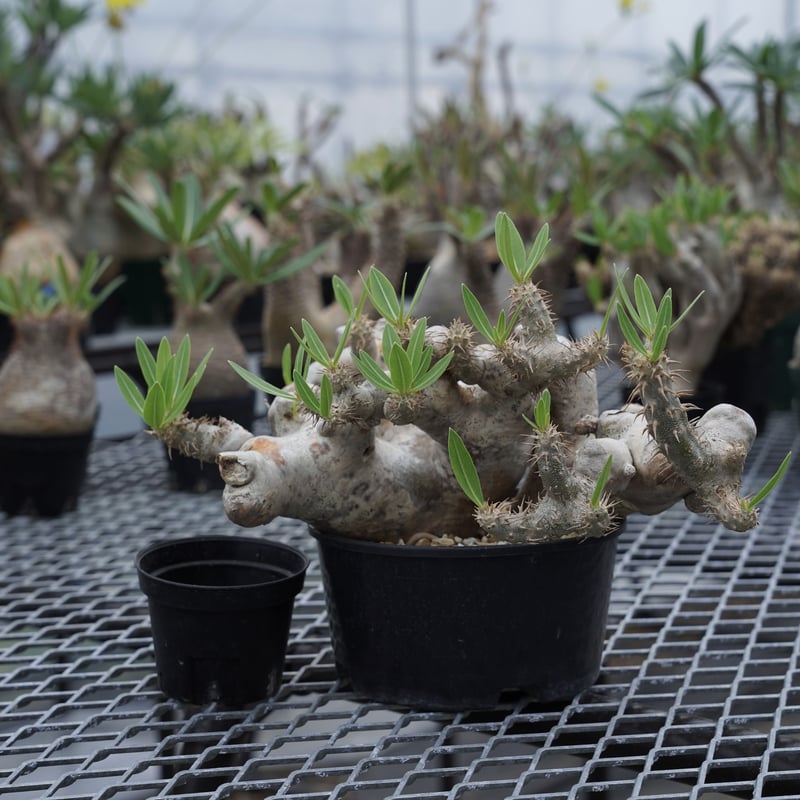 パキポディウム ブレビカリックス「大株」 【公式通販】