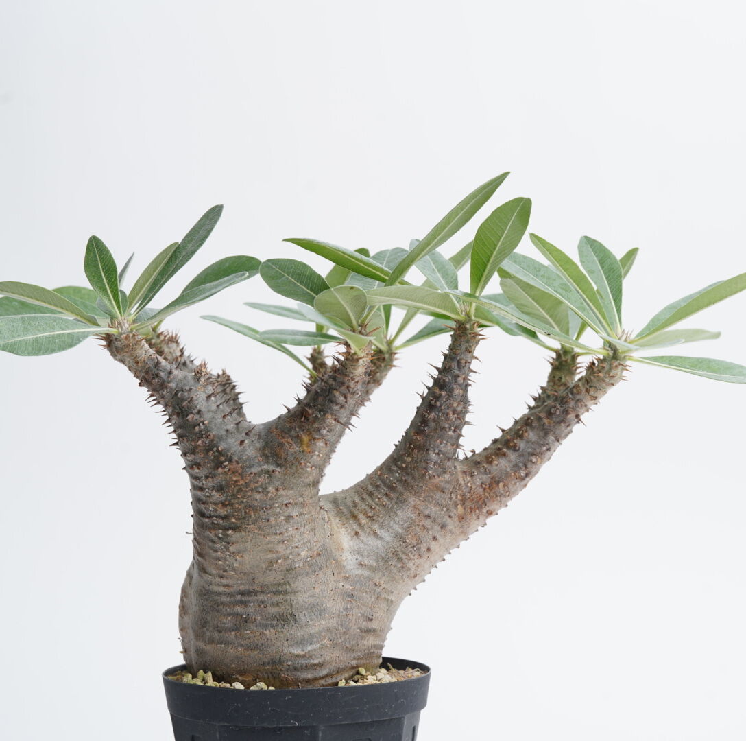 ☆発根済☆大株美形パキポディウムブレビカリックス 塊根植物  