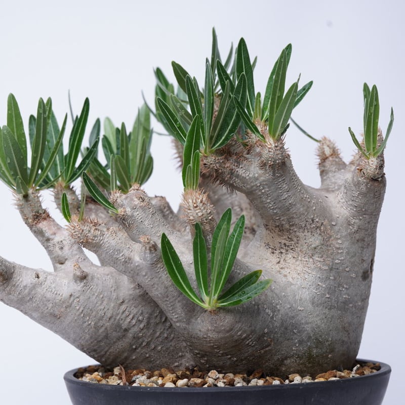 Pachypodium rosulatum var. inopinatum 〈幹幅15.2cm
