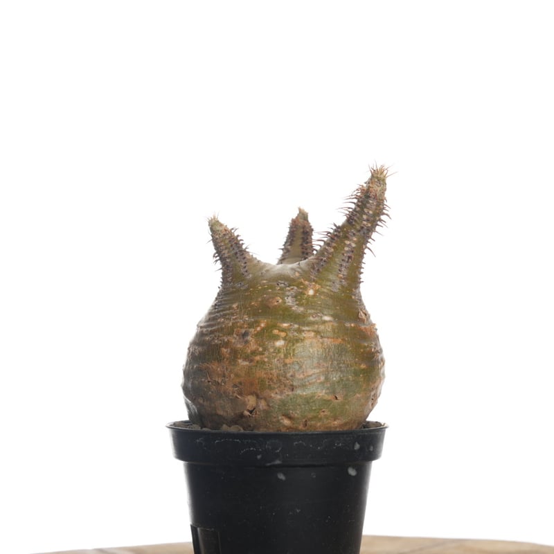 Pachypodium rosulatum var. gracilius 【発根済み】〈幹