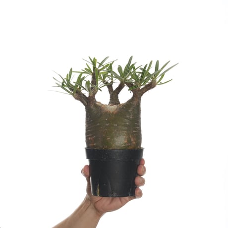 Pachypodium rosulatum var. gracilius   【発根済み】〈幹幅10.8cm〉