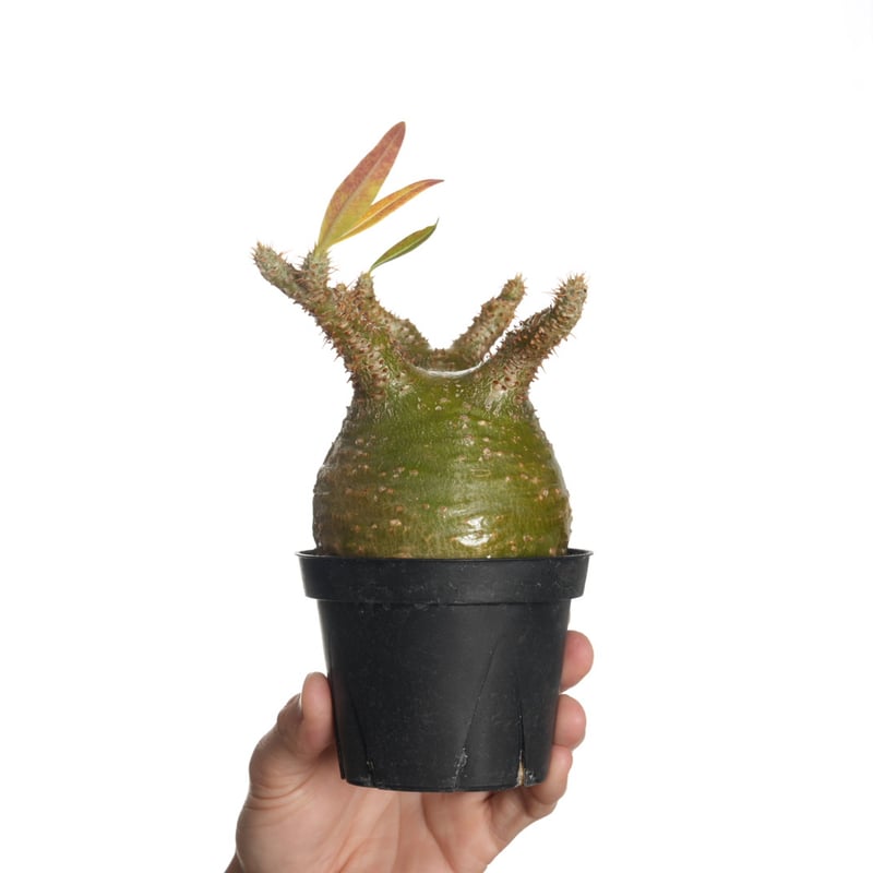 green》 Pachypodium rosulatum var. gracilius