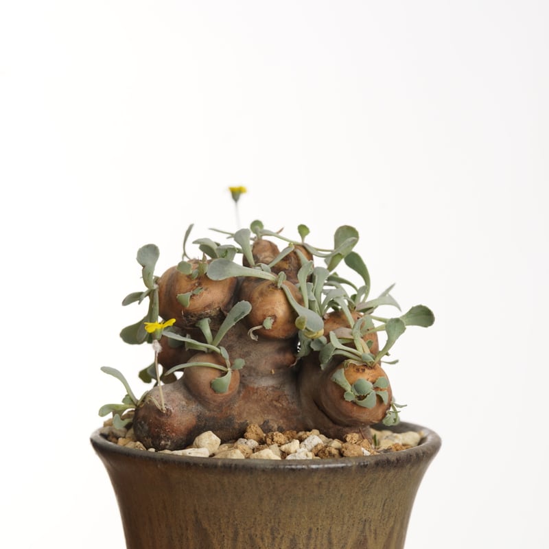 Othonna cacalioides ×Tomoharu Nakagawa植木鉢【発根済み】