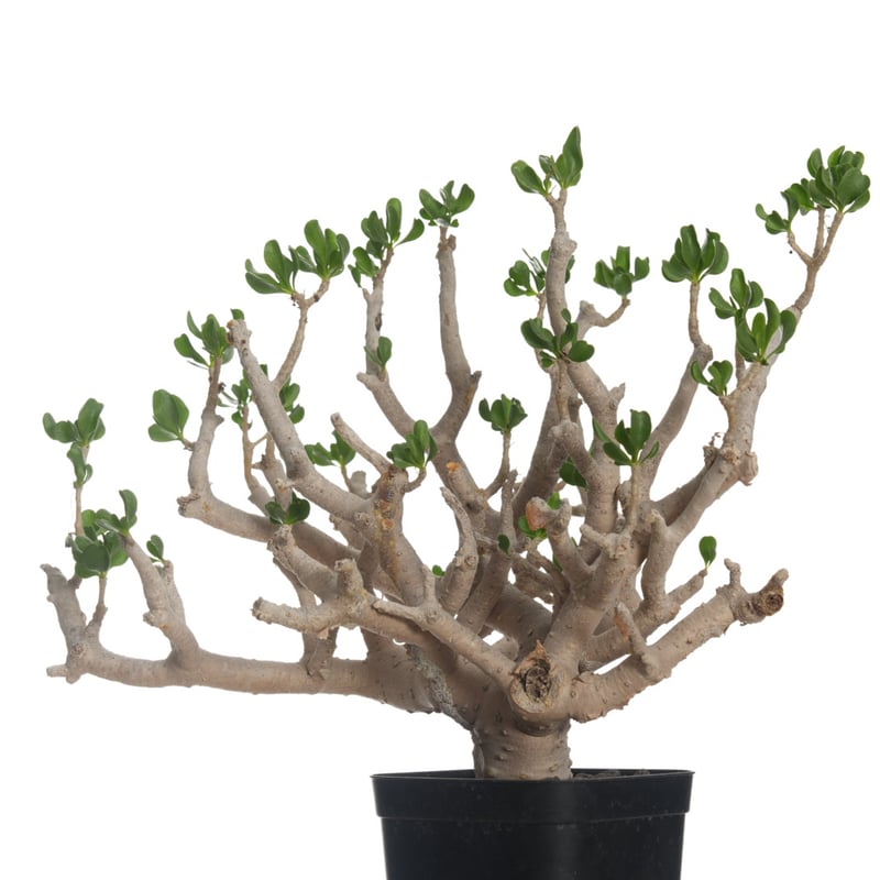 Othonna furcata 【発根済み】〈幹幅3.9cm〉 | QSPLANT