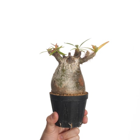 グラキリス ベアルート 現地球 ファイナルラストサマーセール品_12 QSPLANT