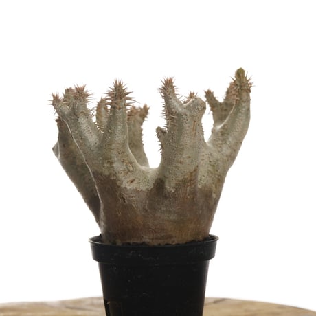 Pachypodium horombense【発根済み】〈幹幅11.8cm〉