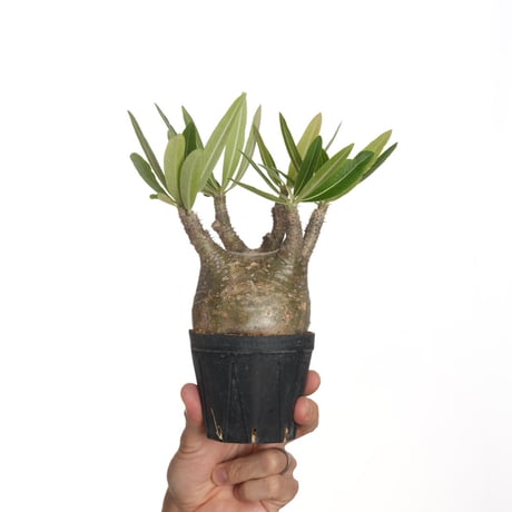 パキポディウムグラキリス | STORES