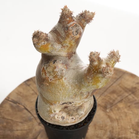 Pachypodium eburneum   【発根済み】〈幹幅9.1cm〉
