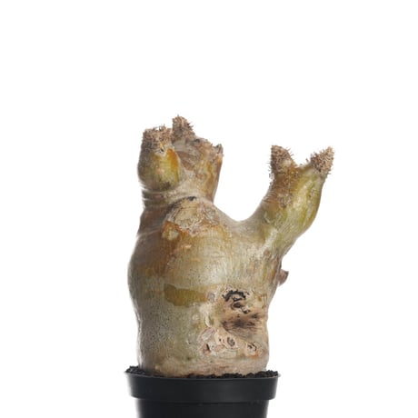 Pachypodium eburneum   【発根済み】〈幹幅9.1cm〉