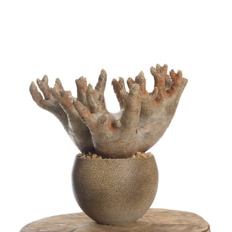 パキポディウムマカイエンセ | STORES