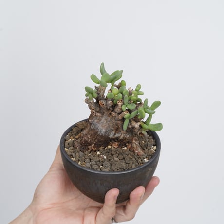 Ceraria pygmaea×Tomoharu Nakagawa植木鉢【発根済み】〈幹幅7.6cm〉