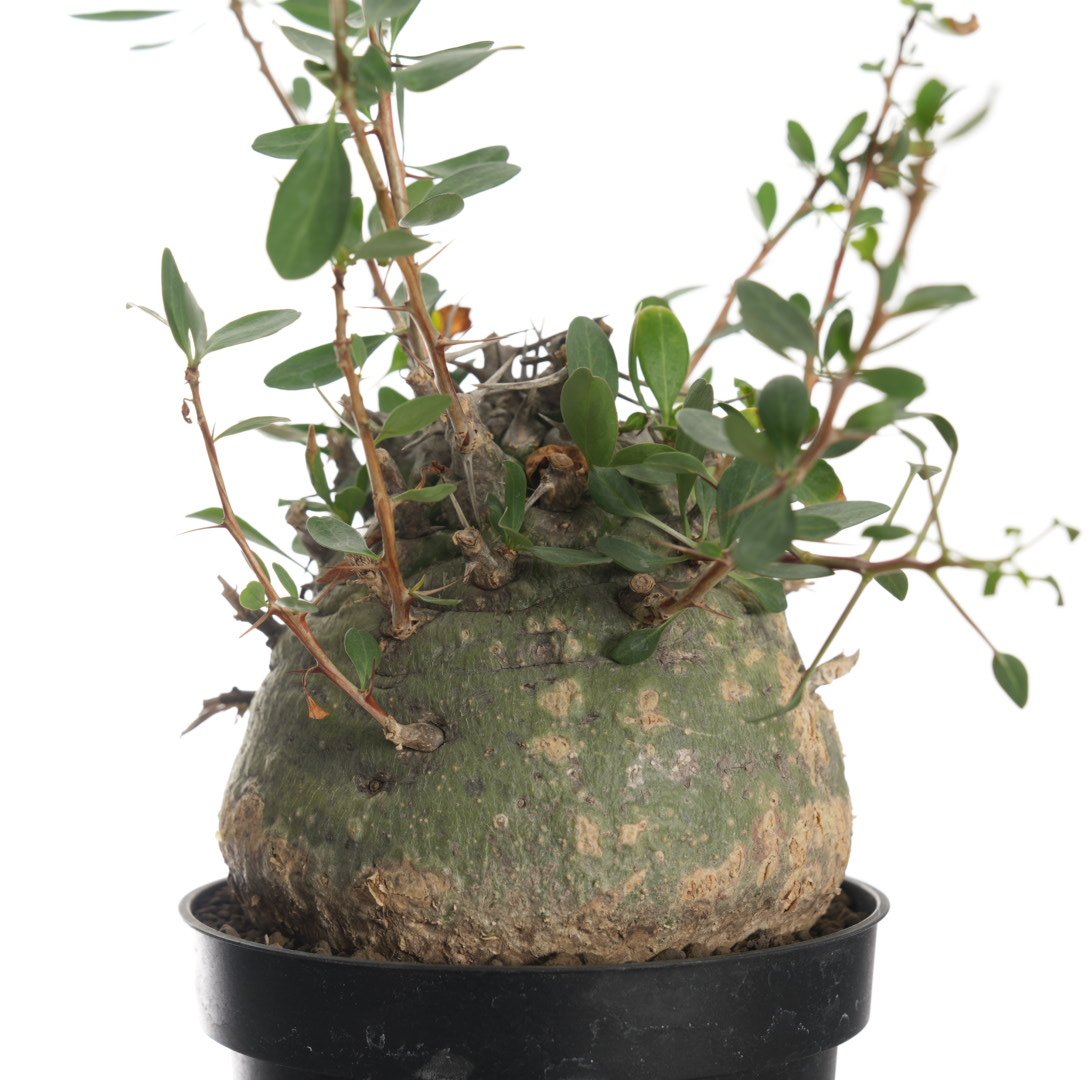 Fouquieria columnaris【発根済み】〈幹幅11.4cm〉 | QSPLANT