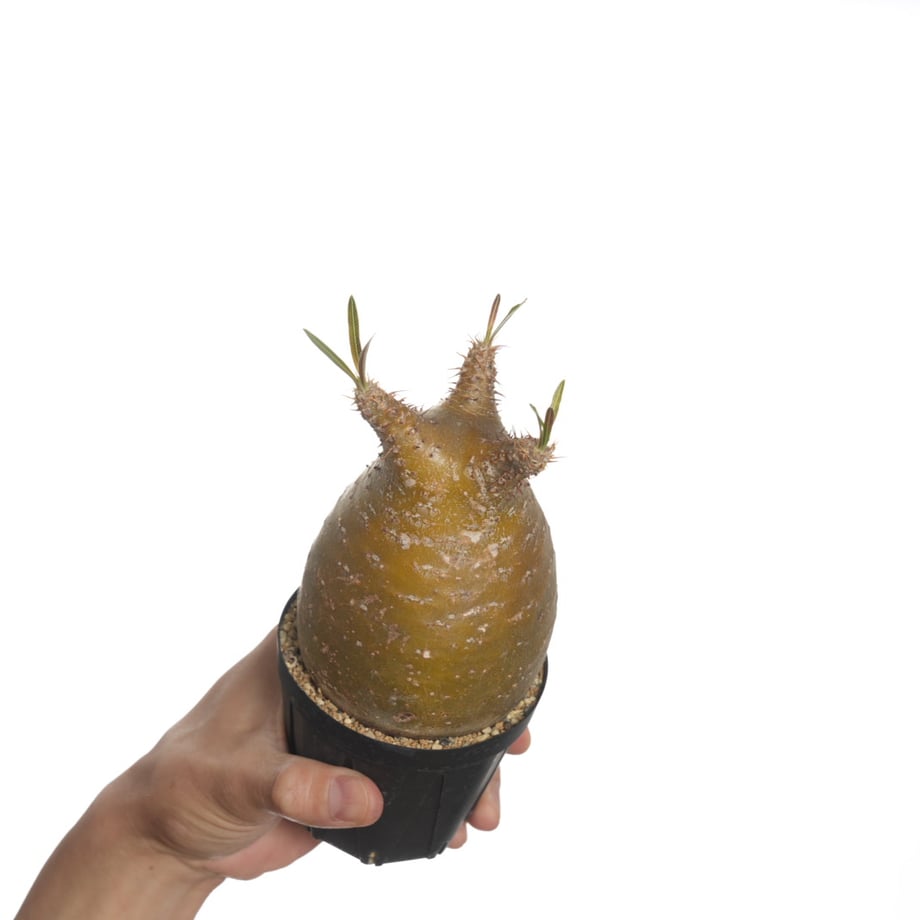 6822ba0c1f0e5a75e12d70ae