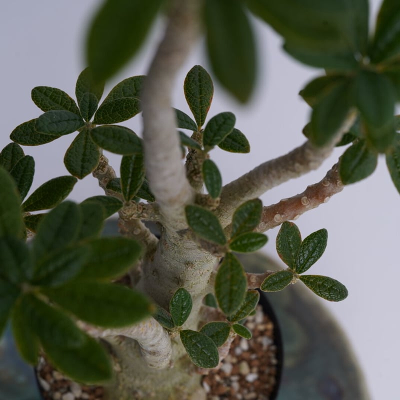 Dorstenia gigas〈幹幅3.3cm〉 | QSPLANT